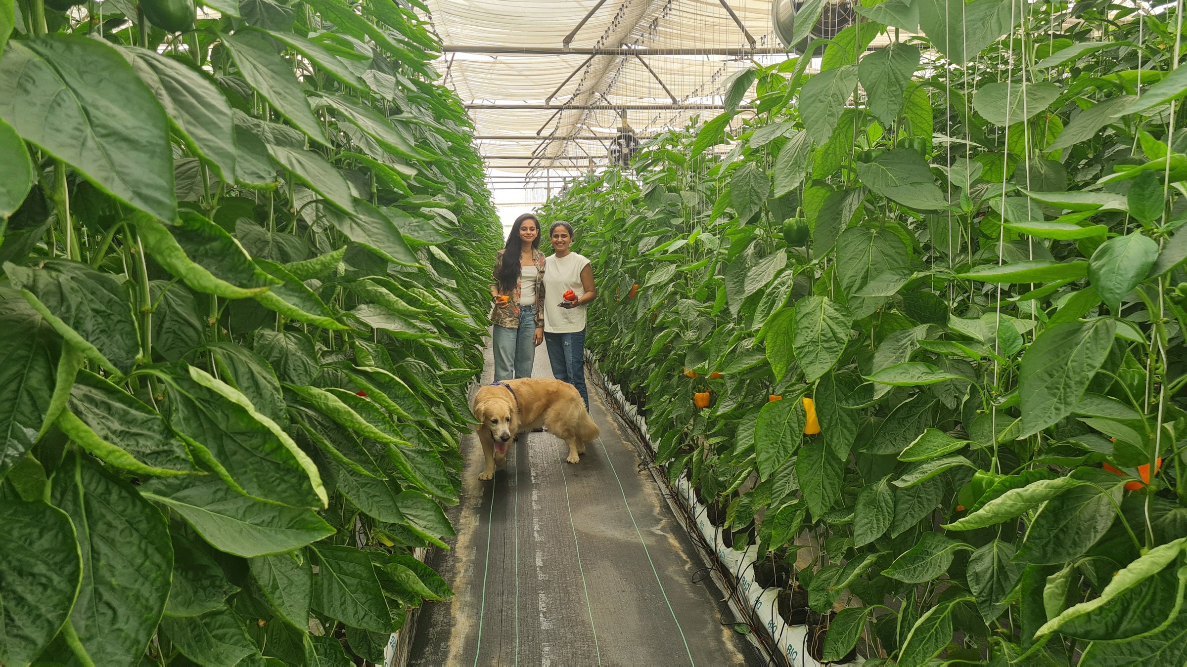 Farm 6