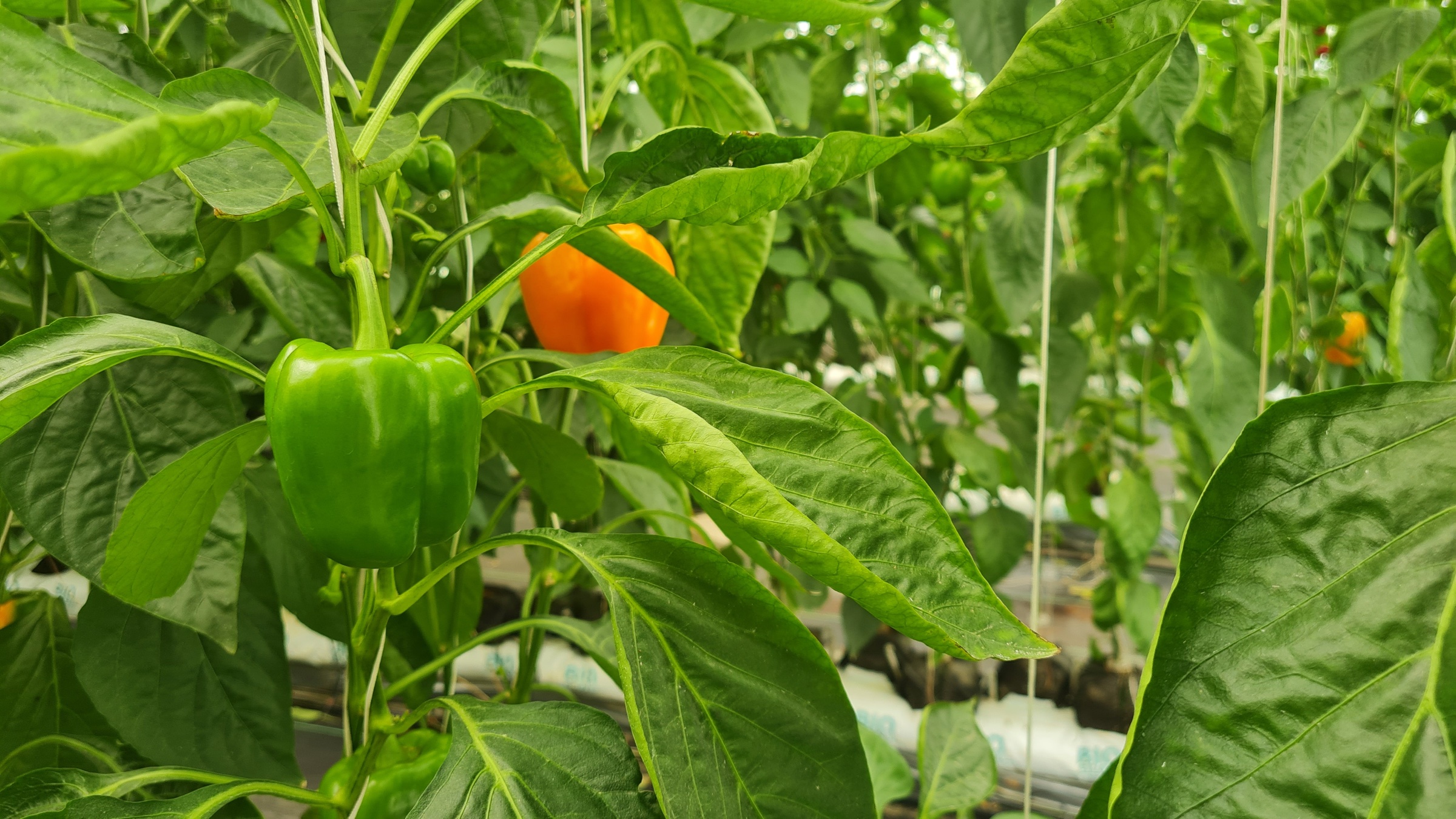 Farm 9